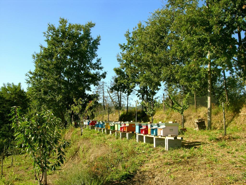 Agriturismo Angiò nel Cerè Acomodação com café da manhã Bracelli Exterior foto